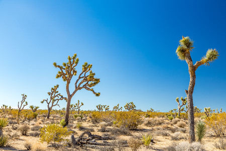 Joshua Tree National Park is a vast protected area in southern California. It's characterized by rugged rock formations and stark desert landscapes.の写真素材