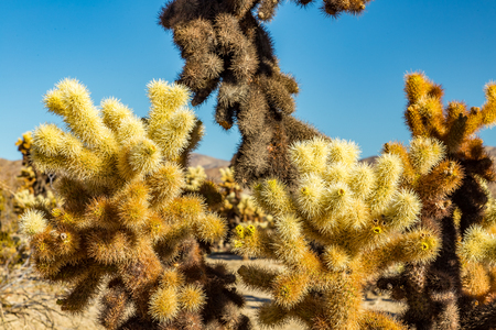 The "jumping cholla" name comes from the ease with which the stems detach when brushed. Often the merest touch will leave a person with bits of cactus hanging on their clothes to be discovered later when either sitting or leaning on them.の写真素材