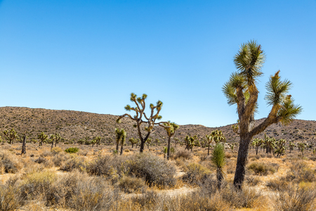 Joshua Tree National Park is a vast protected area in southern California. It's characterized by rugged rock formations and stark desert landscapes.の写真素材