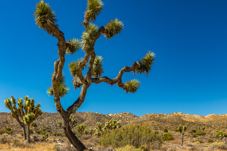 Joshua Tree National Park is a vast protected area in southern California. It's characterized by rugged rock formations and stark desert landscapes.の写真素材