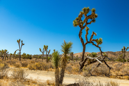 Joshua Tree National Park is a vast protected area in southern California. It's characterized by rugged rock formations and stark desert landscapes.の写真素材