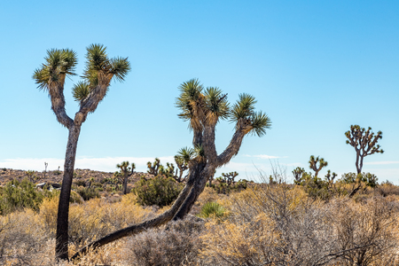 Joshua Tree National Park is a vast protected area in southern California. It's characterized by rugged rock formations and stark desert landscapes.の写真素材