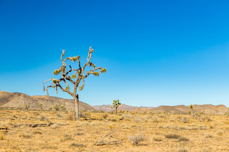 Joshua Tree National Park is a vast protected area in southern California. It's characterized by rugged rock formations and stark desert landscapes.の写真素材