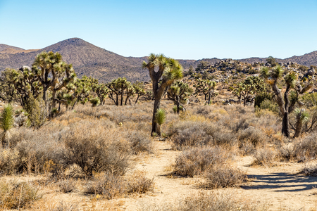 Joshua Tree National Park is a vast protected area in southern California. It's characterized by rugged rock formations and stark desert landscapes.の写真素材