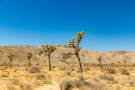 Joshua Tree National Park is a vast protected area in southern California. It's characterized by rugged rock formations and stark desert landscapes.の写真素材