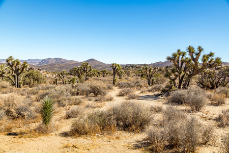 Joshua Tree National Park is a vast protected area in southern California. It's characterized by rugged rock formations and stark desert landscapes.の写真素材