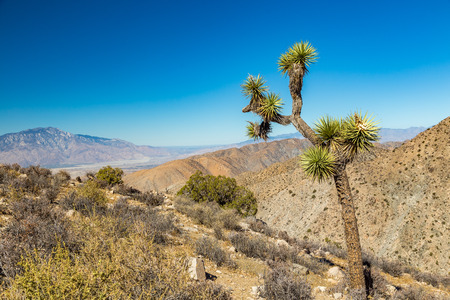 Joshua Tree National Park is a vast protected area in southern California. It's characterized by rugged rock formations and stark desert landscapes.の写真素材