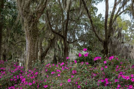 Azalea bushes and Live Oak trees filled with Spanish Moss line a gravel road in Savannah, Georgia.の写真素材