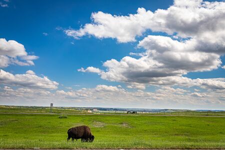 An American Bison grazes in the parking area at the Painted Canyon Overlook at Theodore Roosevelt National Park near Medora, North Dakota.の写真素材