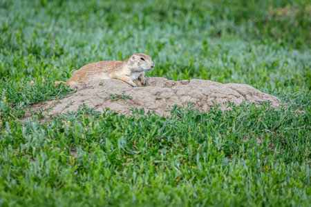 Prairie dogs stay alert for predators at their burrows along the Scenic Loop Road in Theodore...