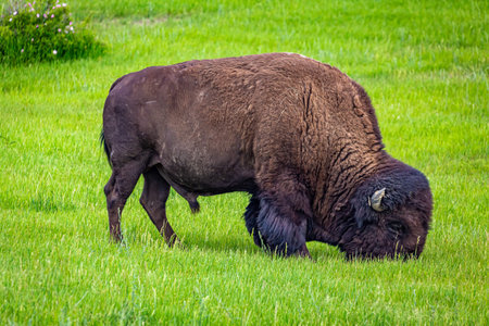 An American Bison grazes in the parking area at the Painted Canyon Overlook at Theodore Roosevelt...
