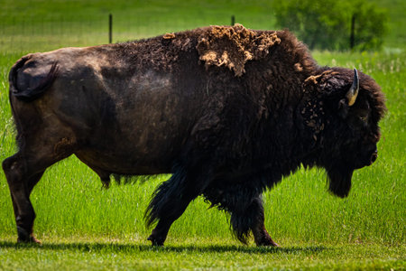 An American Bison grazes in the parking area at the Painted Canyon Overlook at Theodore Roosevelt National Park near Medora, North Dakota.の写真素材