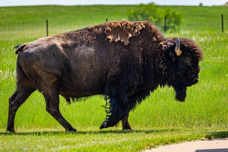 An American Bison grazes in the parking area at the Painted Canyon Overlook at Theodore Roosevelt National Park near Medora, North Dakota.の写真素材