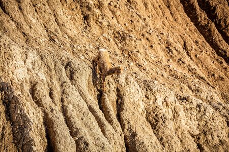 A Bighorn Sheep lamb shows its agility at Badlands National Park In South Dakota.の写真素材