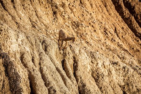 A Bighorn Sheep lamb along the roadway at Badlands National Park In South Dakota.の写真素材