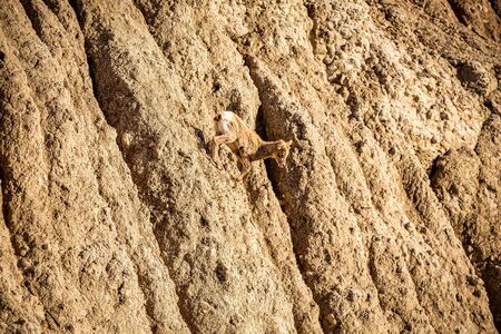 A Bighorn Sheep lamb shows its agility at Badlands National Park In South Dakota.の写真素材