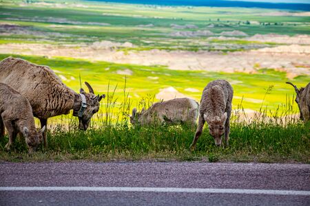 a Bighorn Sheep ewe and her lambs graze along the roadway at Badlands National Park In South Dakota.の写真素材