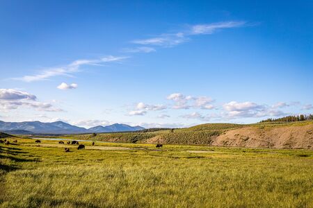 Bison graze along the Yellowstone River at Yellowstone National Park in Wyoming.の写真素材