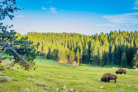 Bison graze along the Yellowstone River at Yellowstone National Park in Wyoming.