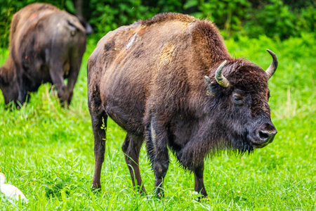 A member of a managed herd of Bison in the Elk and Bison Prairie at the Land Between the Lakes National Recreation Area in Kentucky.の写真素材