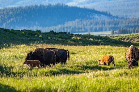Bison graze along the Yellowstone River at Yellowstone National Park in Wyoming.の写真素材