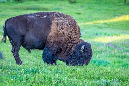 A bison grazes along the Yellowstone River at Yellowstone National Park in Wyoming.の写真素材