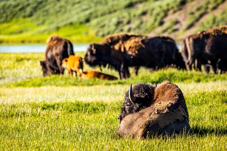 Bison graze along the Yellowstone River at Yellowstone National Park in Wyoming.の写真素材