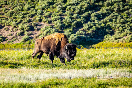 A bison grazes along the Yellowstone River at Yellowstone National Park in Wyoming.