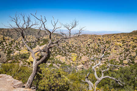 Chiricahua National Monument features nearly 12,000 acres of Rhyolite pinnacles, some rising hundreds of feet in the air, and is known as the "Wonderland of Rocks."の写真素材