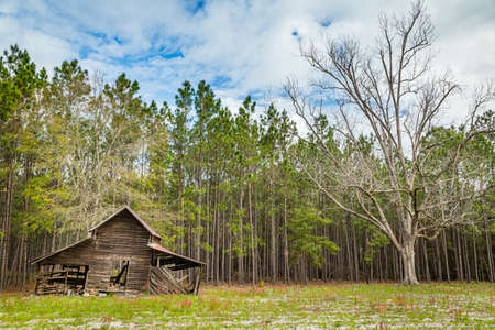 Wayne County, GA - March 17, 2018: An abandoned barn and a pecan tree in a clearing in a south Georgia pine woods.のeditorial素材
