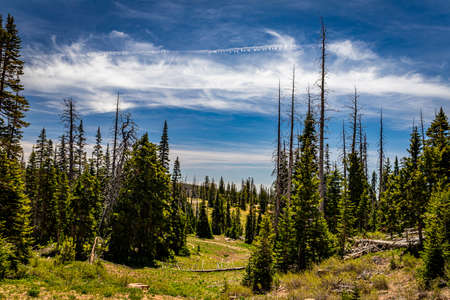 Cedar Breaks National Monument is a natural amphitheater canyon at an elevation of ten thousand feet stretching three miles wide and over a half mile deep near Cedar City, Utah.の写真素材