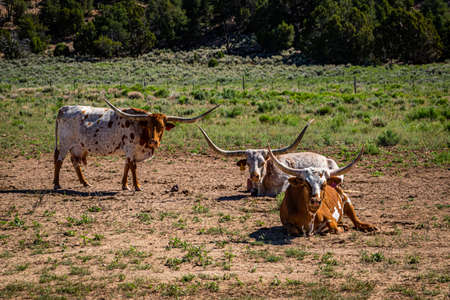 Longhorn Cattle on the open range in Kane County, Utah.の写真素材