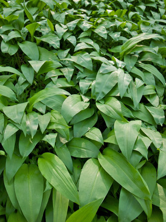 Wild garlic in woodland
