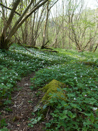 Wild garlic in woodlandの写真素材
