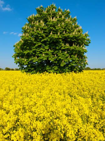 tree in field of yellowの写真素材