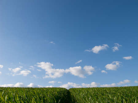 tracks in crop field leading up hill to beautiful skyの写真素材