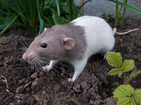 Domestic rat exploring outdoorsの写真素材