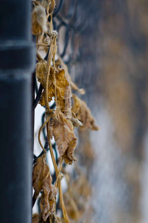A long close up view of a few dead leaves on a fence at the local park.の写真素材