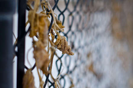 A close up view of a few dead dry leaves on a fence at the local park on a cold winter day.の写真素材