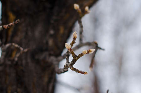 Cold and frozen sprouts on the trunk of a tree on a winter day.の写真素材
