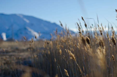 A wetland wasteland landscape at the great salt lake state park in utah.の写真素材