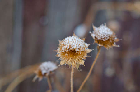 Frozen and frost covered dead sunflower heads on a cold winter day.の写真素材