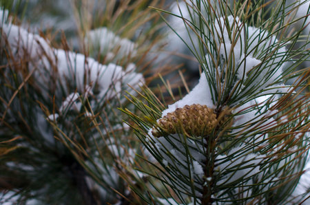 Frozen pine needles on a pine tree in a snow storm on a cold winter day.の写真素材