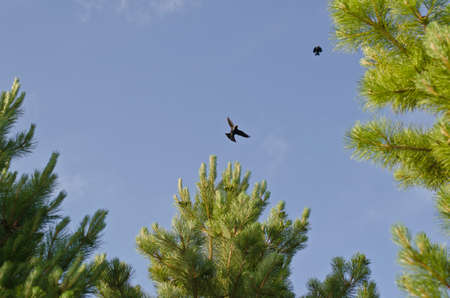 A black bird flying up and away from the pine trees on a nice summer day.の写真素材