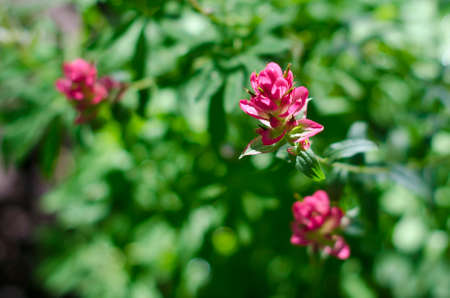 A close up of a few red flowers buds on the first day of spring.の写真素材