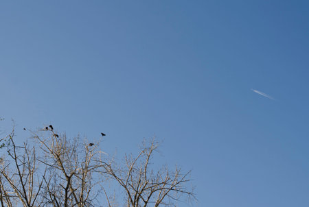 The birds hanging out on top of the tree branches in the summer air.