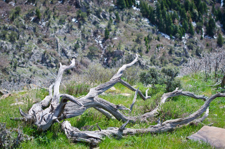A twisted log on the top of the mountain side in the summer sun of a hot day hike.