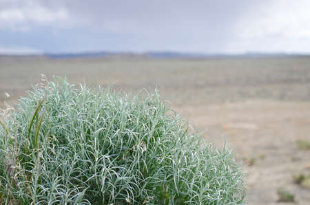 A green sage plant on the edge of the empty open range on a stormy day.の写真素材