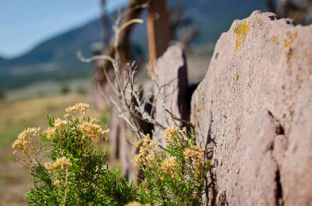 A view of the desert plant life growing along the rock fence line of the desert countryside.の写真素材
