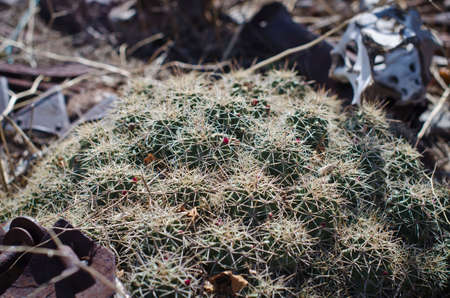 A big old cactus on the junkyard floor of the hot desert garden.の写真素材
